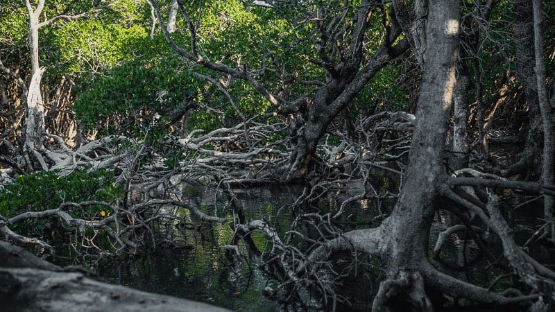 Mangrove Forest