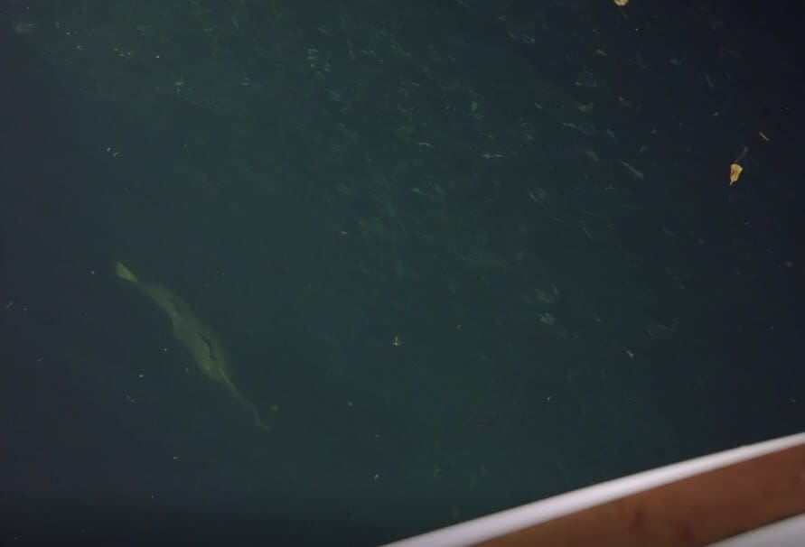 Big barra are always part of a northern adventure