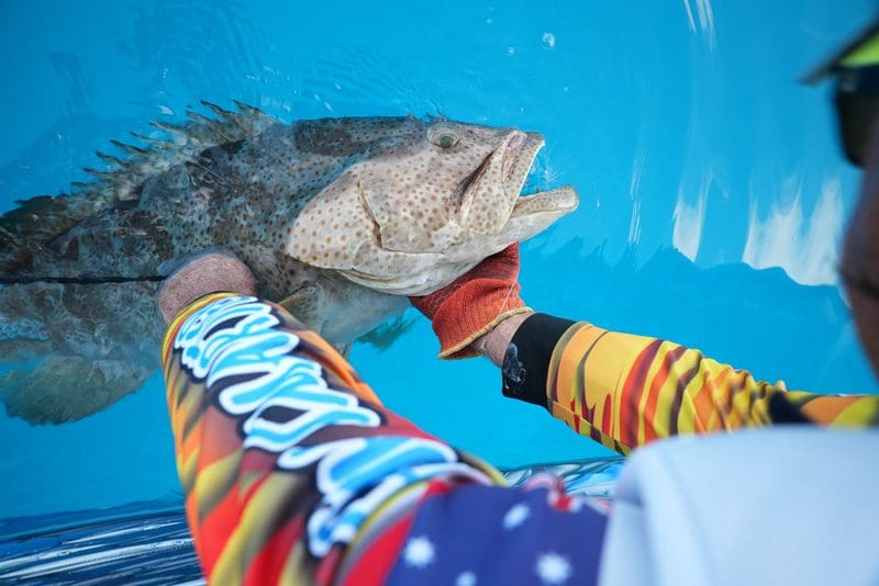 Venting a fish with baratrauma