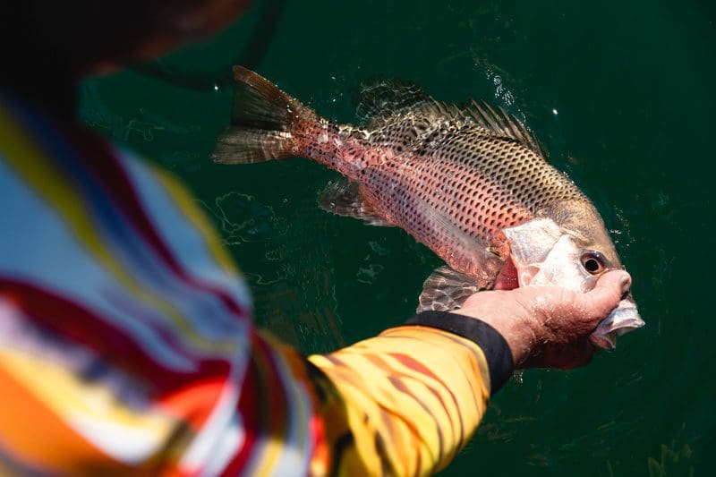 Fingermark Golden snapper release