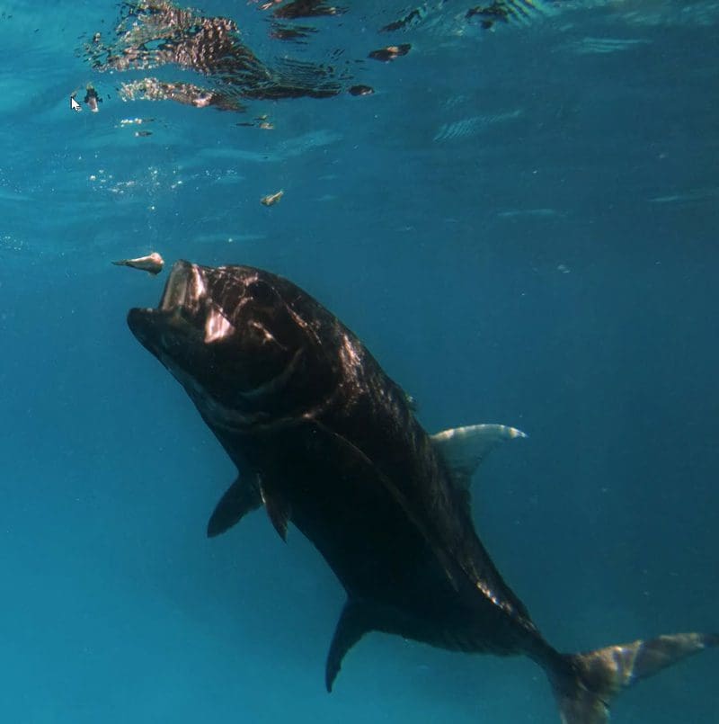 GT taking pilchard in fish sanctuary