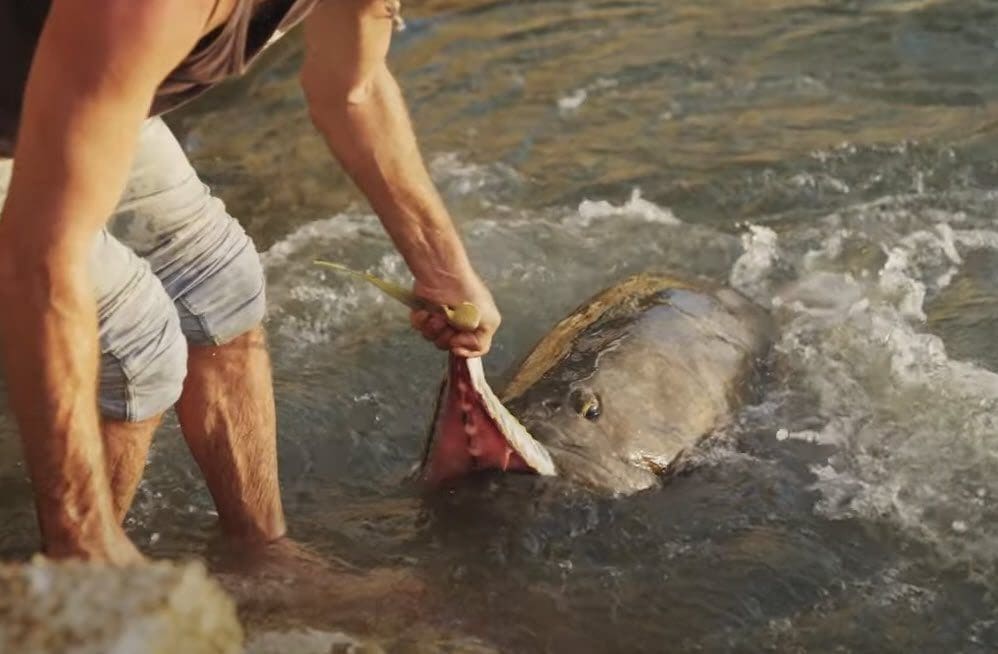 Groper feeding Cooktown wharf