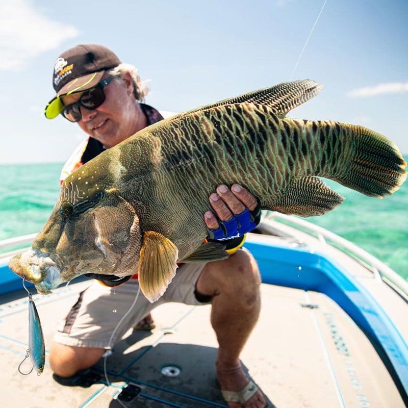 Maori Wrasse caught fishing Cooktown top water with stick baits