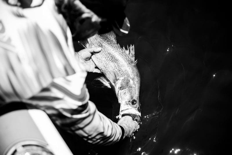 Barramundi catch and release