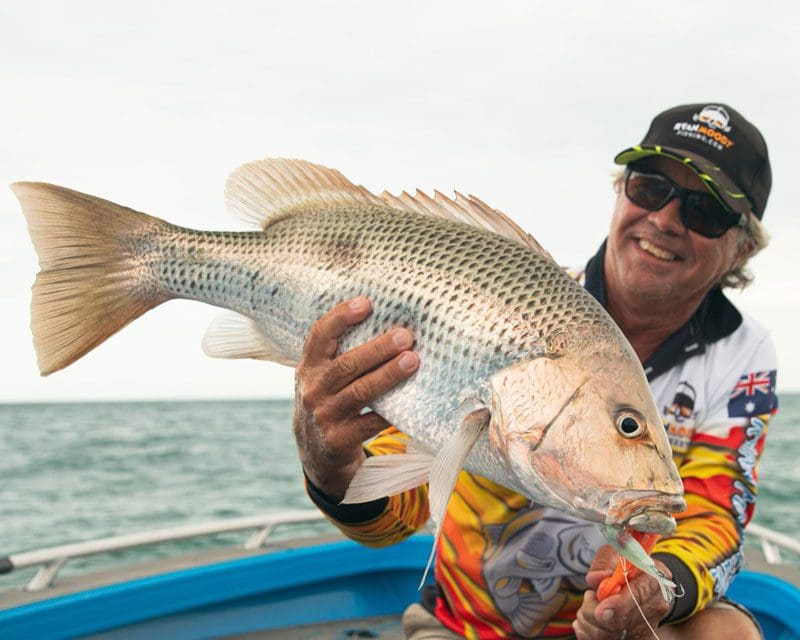 Fingermark or Golden Snapper