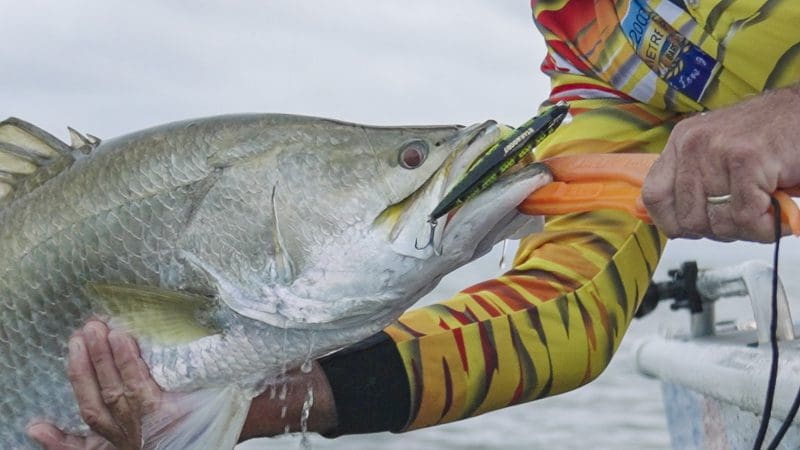 Scaleblazer lures catching barramundi