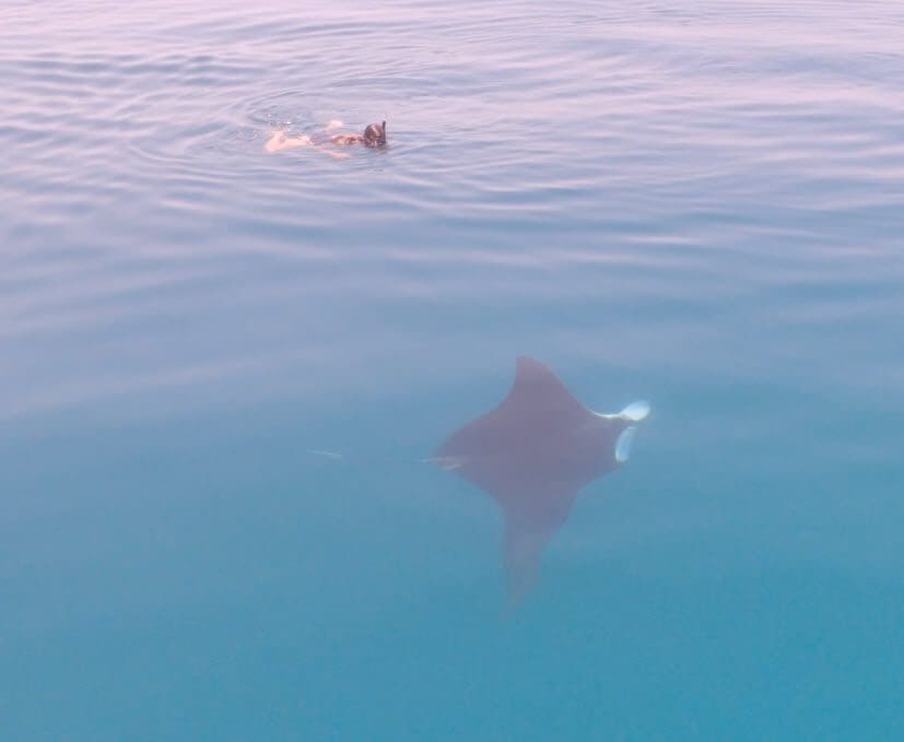 Swimming with a Manta Ray while fishing FNQ