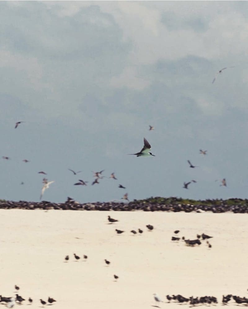 Birds on Michaelmas Cay