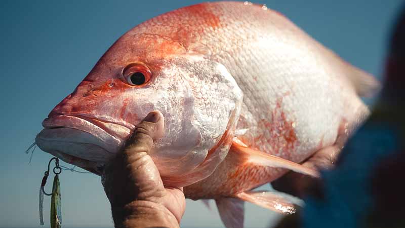 Levitator jig with big fish