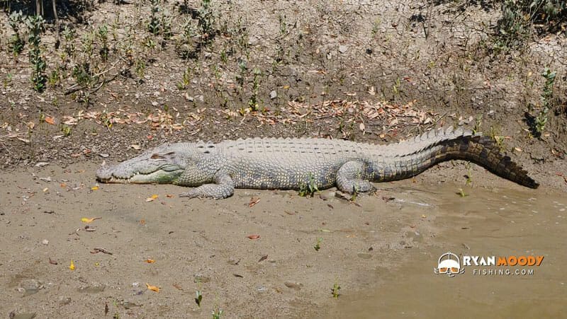 Large crocs are a common sight while fishing in the Northern Territory.