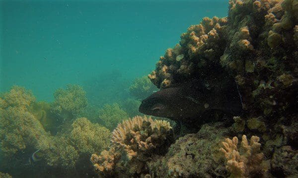 Coral trout in it's coral reef habitat