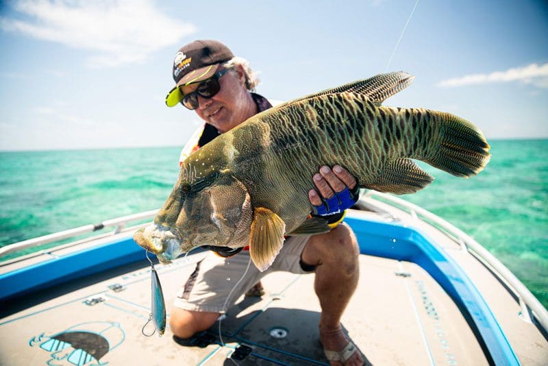 Maori wrasse on a stick bait