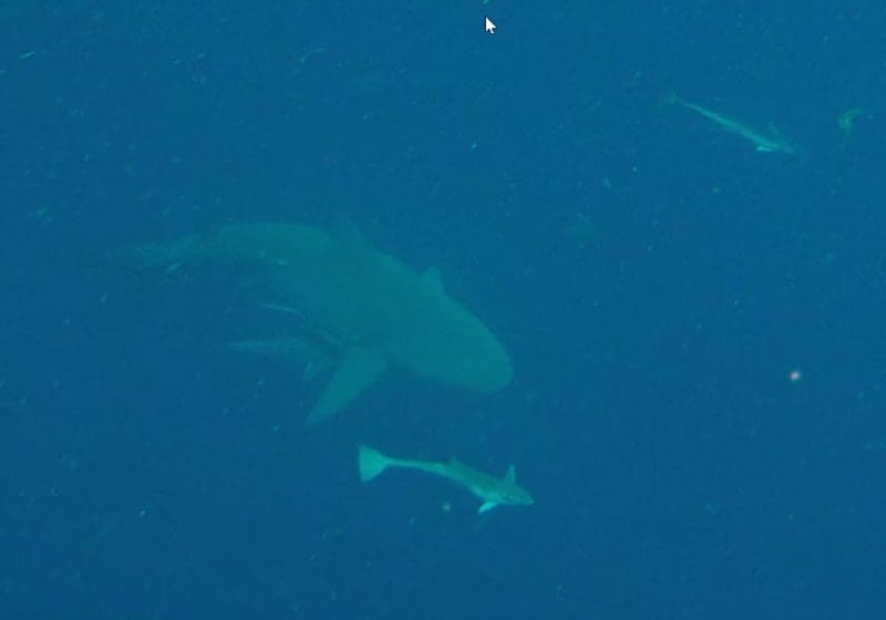 Shark and remora