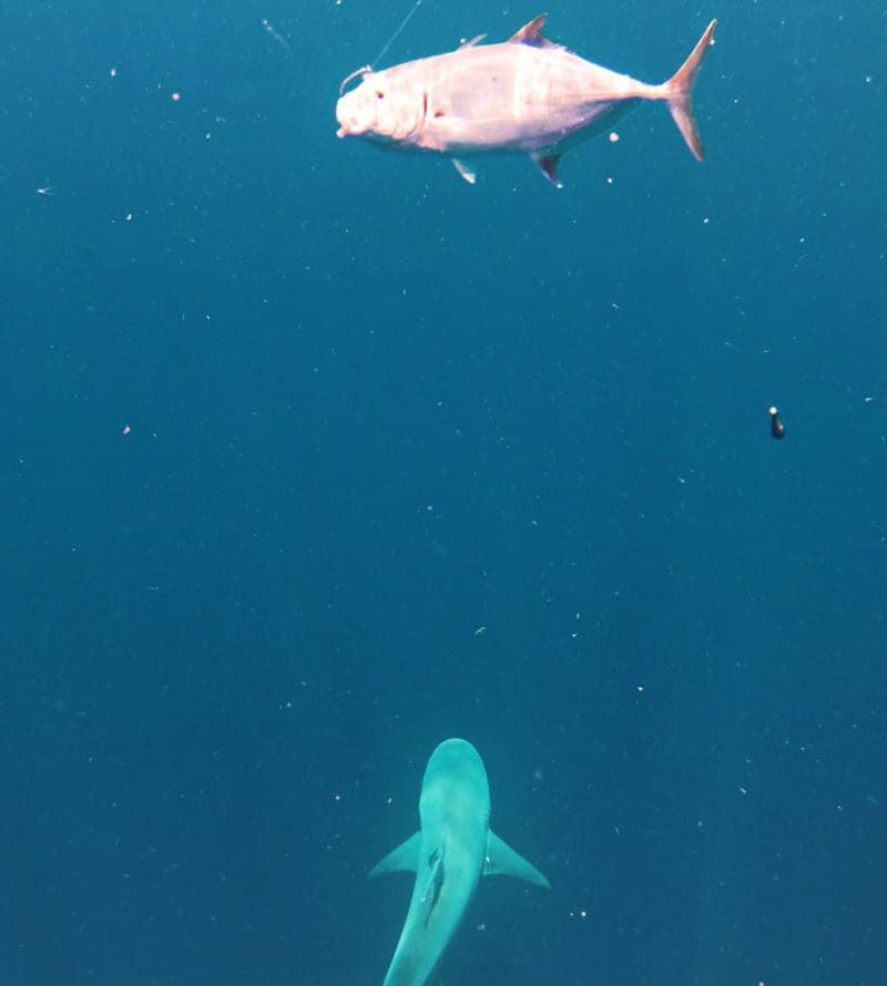 shark about to eat fish