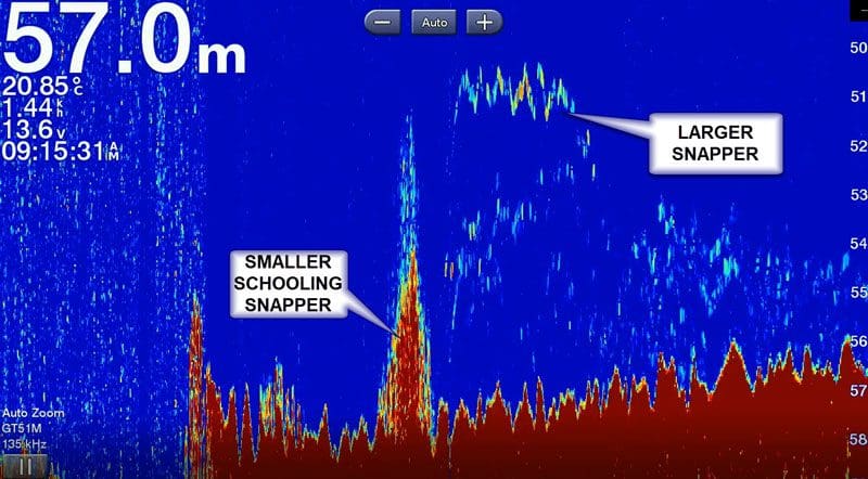 Larger Snapper hanging in the water column
