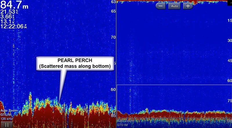 Smaller pearl perch scattered across the bottom.