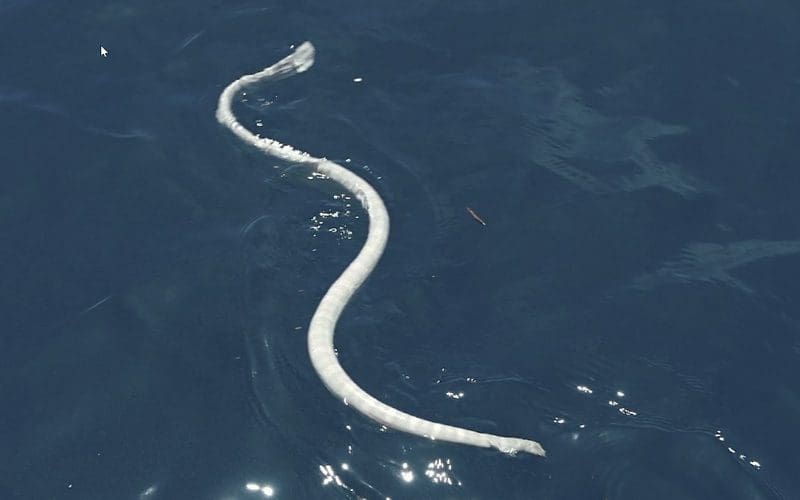 White sea snake