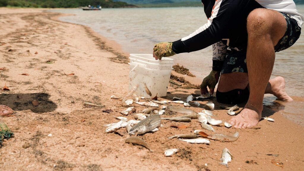Collecting live bait with a cast net