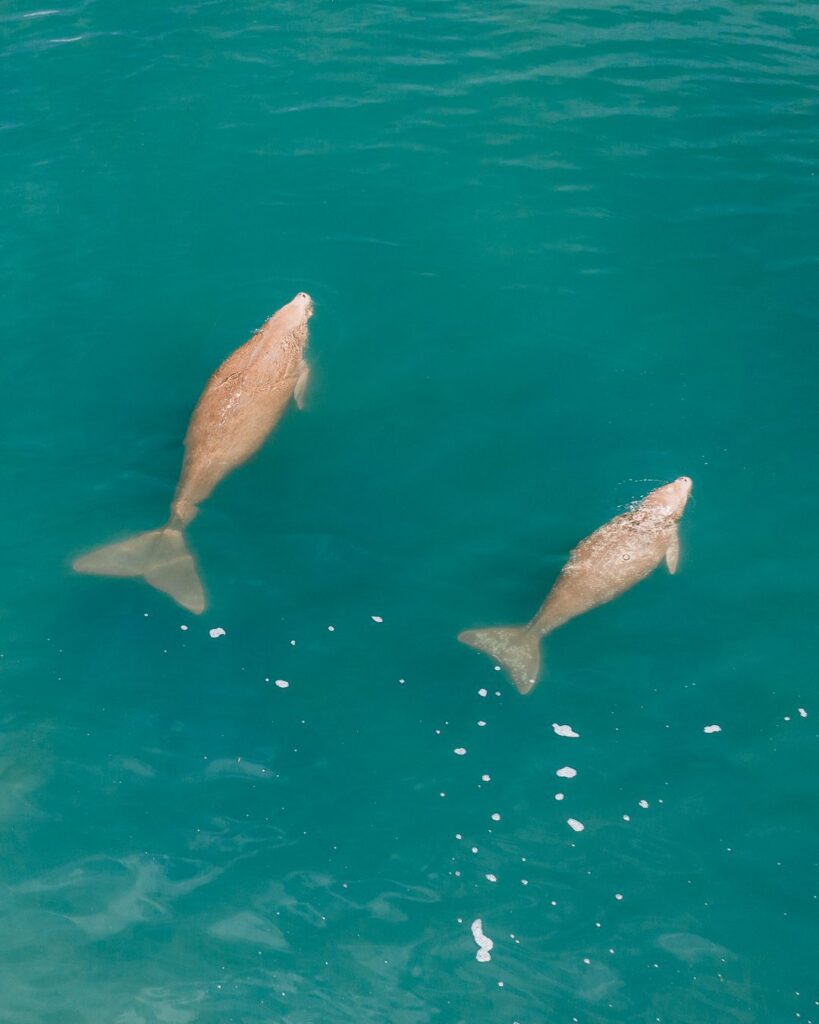Ninian Bay dugong and bub. Be careful on the seagrass beds so as not to hit them.