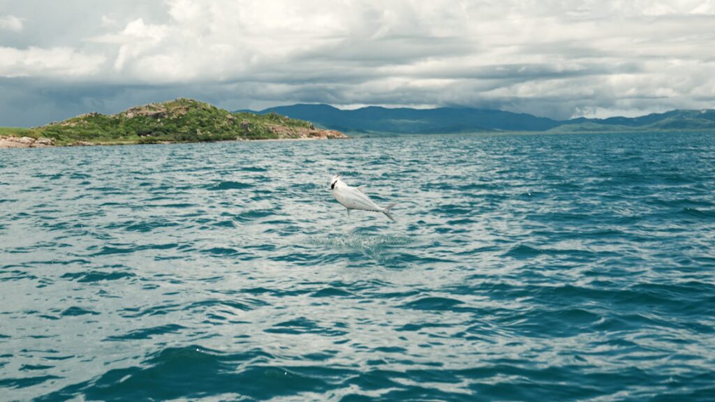 Cape York fishing - Queenfish jumping