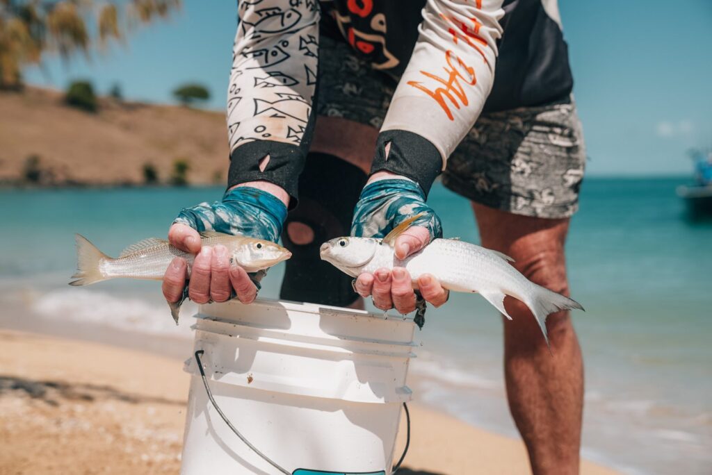 Whiting or mullet for live bait.