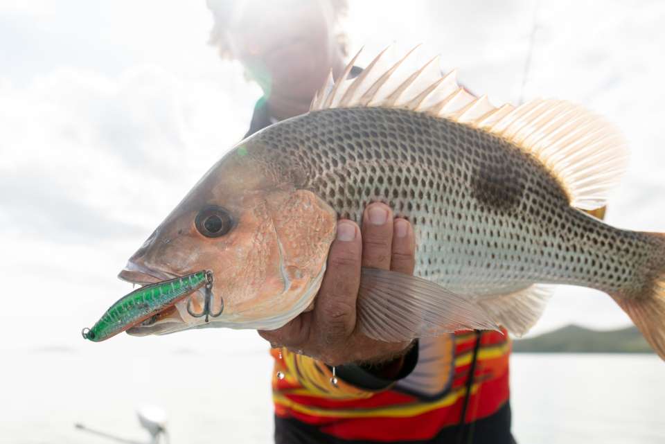 Fingermark (Golden Snapper) on lure