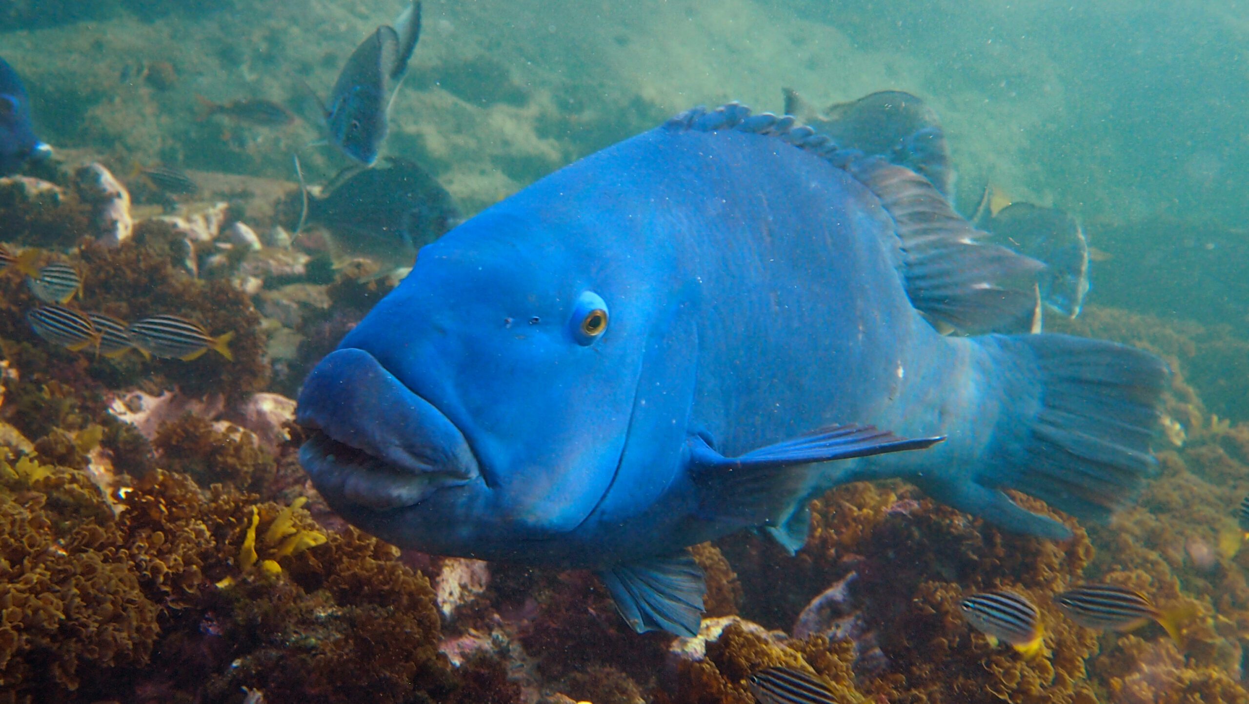 Bluey,,The,Wild,Friendly,Eastern,Blue,Groper,(achoerodus,Viridis),,Pet Blue Groper Ban
