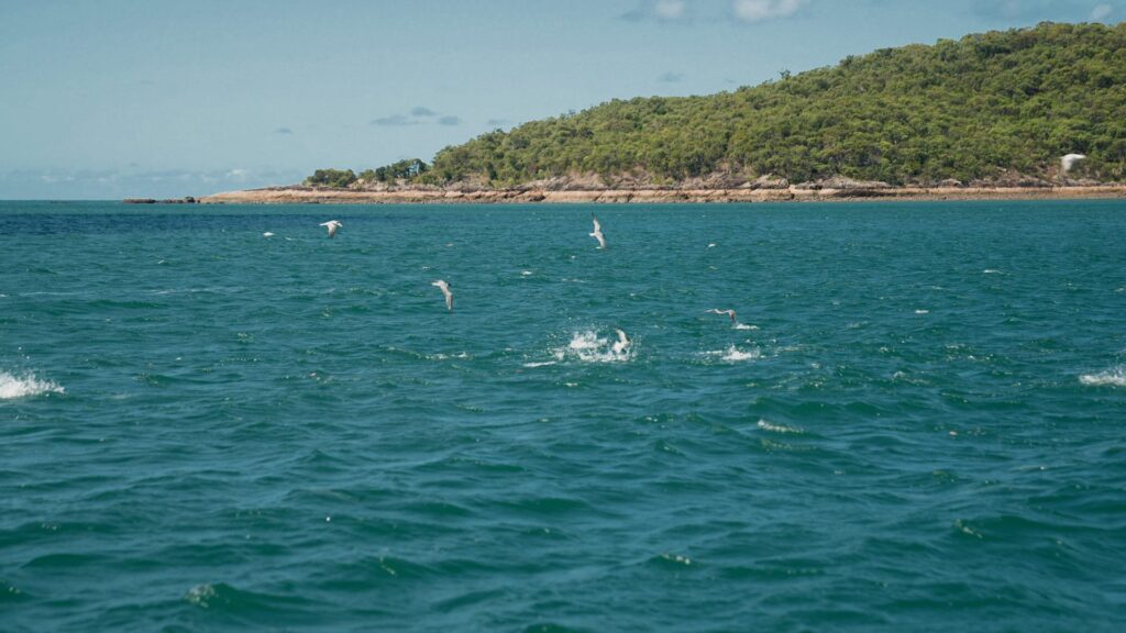Pelagics and Birds crashing on the surface is a good indicator and worth fishing