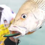 Fingermark caught on Pillager lure.