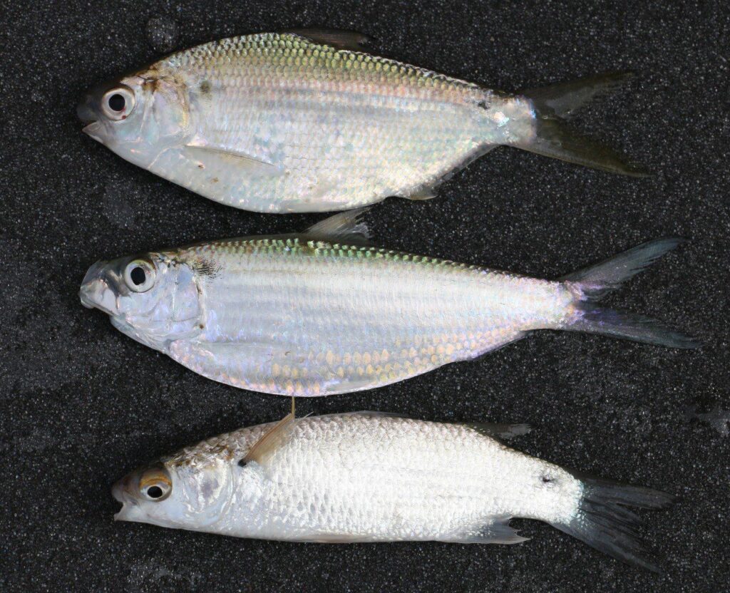 Best bait for tropical fish species