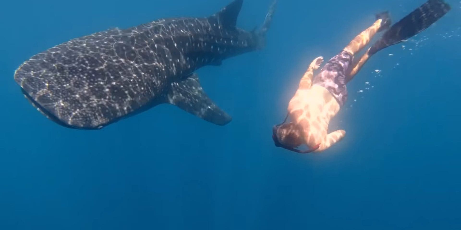 whale-shark